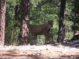 Deer at tooth ridge camp